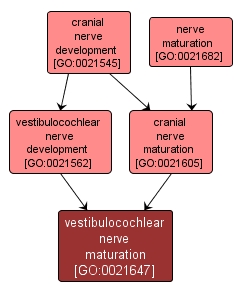 GO:0021647 - vestibulocochlear nerve maturation (interactive image map)