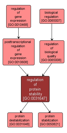GO:0031647 - regulation of protein stability (interactive image map)