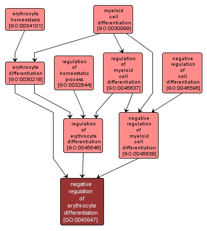 GO:0045647 - negative regulation of erythrocyte differentiation (interactive image map)