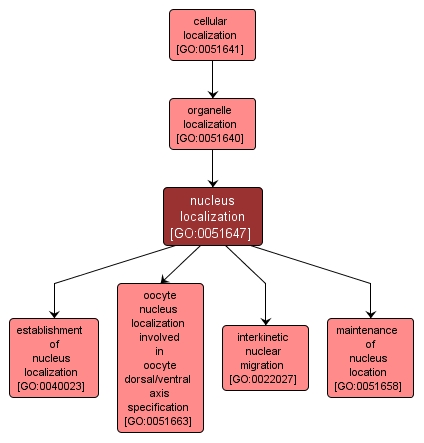 GO:0051647 - nucleus localization (interactive image map)