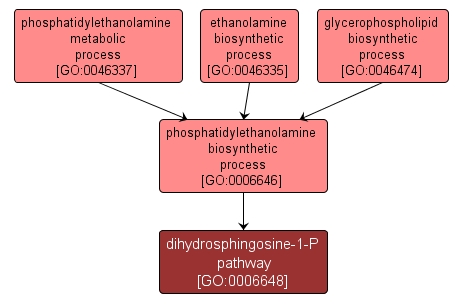 GO:0006648 - dihydrosphingosine-1-P pathway (interactive image map)