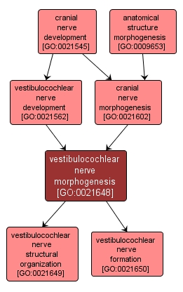 GO:0021648 - vestibulocochlear nerve morphogenesis (interactive image map)