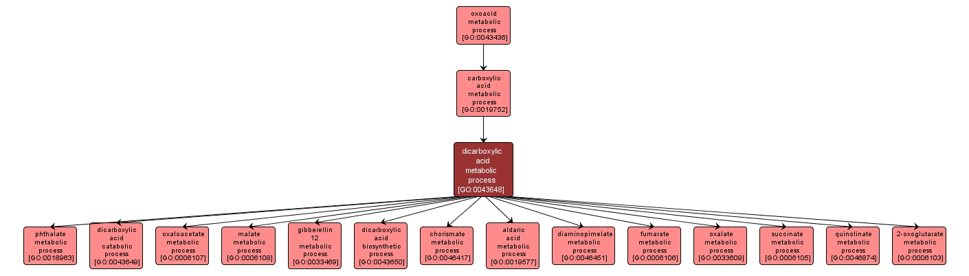 GO:0043648 - dicarboxylic acid metabolic process (interactive image map)