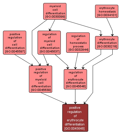 GO:0045648 - positive regulation of erythrocyte differentiation (interactive image map)