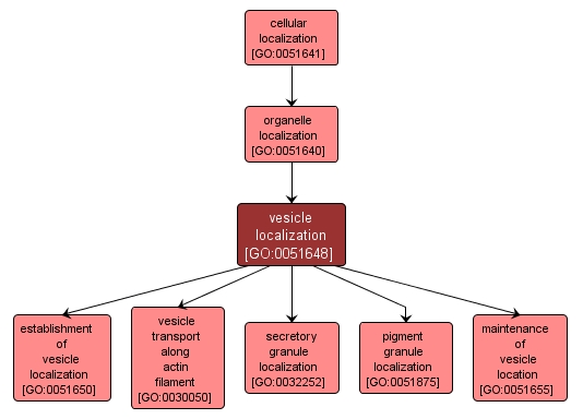 GO:0051648 - vesicle localization (interactive image map)