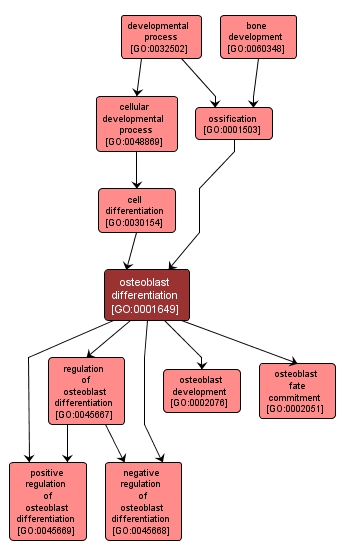 GO:0001649 - osteoblast differentiation (interactive image map)