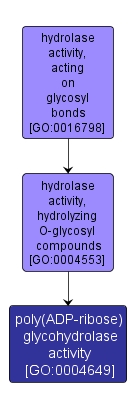 GO:0004649 - poly(ADP-ribose) glycohydrolase activity (interactive image map)