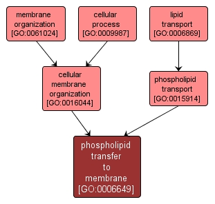 GO:0006649 - phospholipid transfer to membrane (interactive image map)