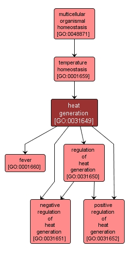 GO:0031649 - heat generation (interactive image map)