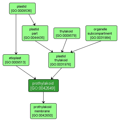 GO:0042649 - prothylakoid (interactive image map)
