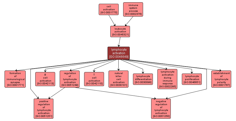 GO:0046649 - lymphocyte activation (interactive image map)