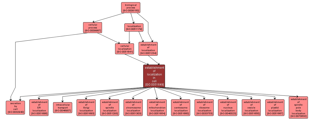 GO:0051649 - establishment of localization in cell (interactive image map)