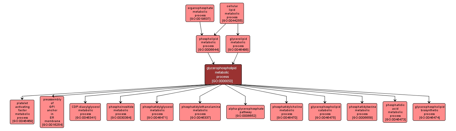 GO:0006650 - glycerophospholipid metabolic process (interactive image map)