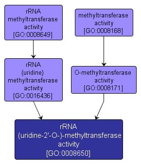 GO:0008650 - rRNA (uridine-2'-O-)-methyltransferase activity (interactive image map)
