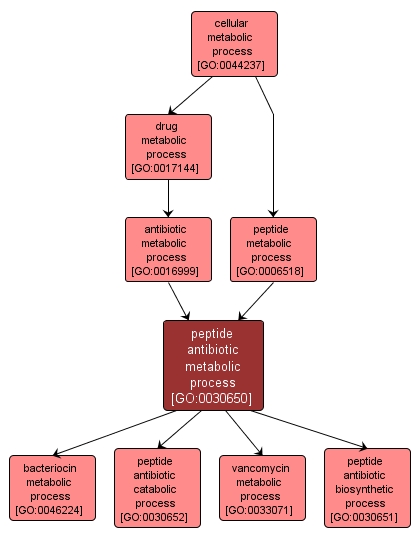 GO:0030650 - peptide antibiotic metabolic process (interactive image map)