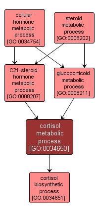 GO:0034650 - cortisol metabolic process (interactive image map)