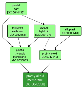 GO:0042650 - prothylakoid membrane (interactive image map)