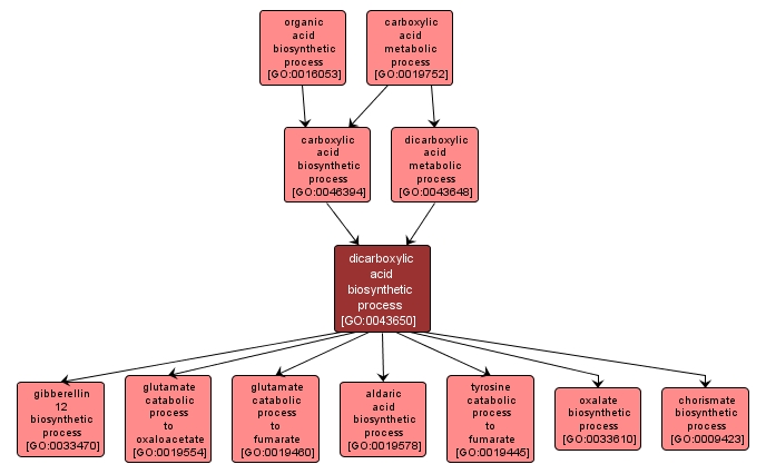 GO:0043650 - dicarboxylic acid biosynthetic process (interactive image map)