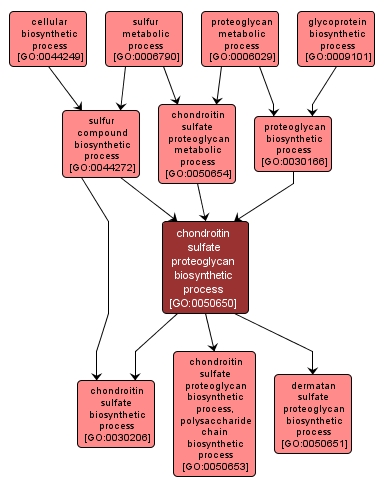 GO:0050650 - chondroitin sulfate proteoglycan biosynthetic process (interactive image map)