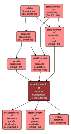 GO:0051650 - establishment of vesicle localization (interactive image map)