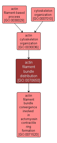 GO:0070650 - actin filament bundle distribution (interactive image map)