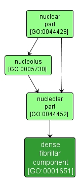 GO:0001651 - dense fibrillar component (interactive image map)