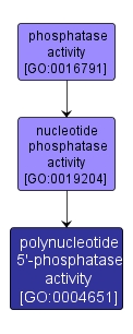 GO:0004651 - polynucleotide 5'-phosphatase activity (interactive image map)