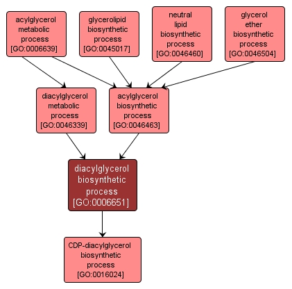 GO:0006651 - diacylglycerol biosynthetic process (interactive image map)