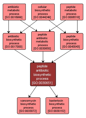 GO:0030651 - peptide antibiotic biosynthetic process (interactive image map)