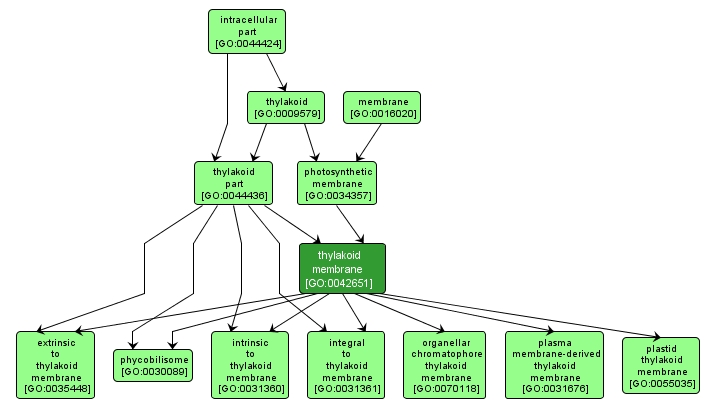 GO:0042651 - thylakoid membrane (interactive image map)