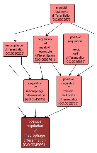 GO:0045651 - positive regulation of macrophage differentiation (interactive image map)