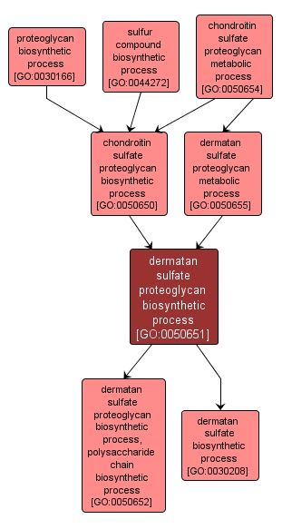 GO:0050651 - dermatan sulfate proteoglycan biosynthetic process (interactive image map)