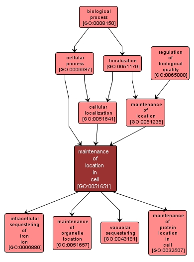 GO:0051651 - maintenance of location in cell (interactive image map)