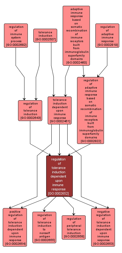 GO:0002652 - regulation of tolerance induction dependent upon immune response (interactive image map)