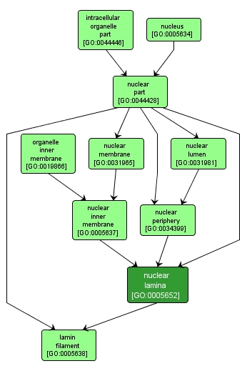 GO:0005652 - nuclear lamina (interactive image map)