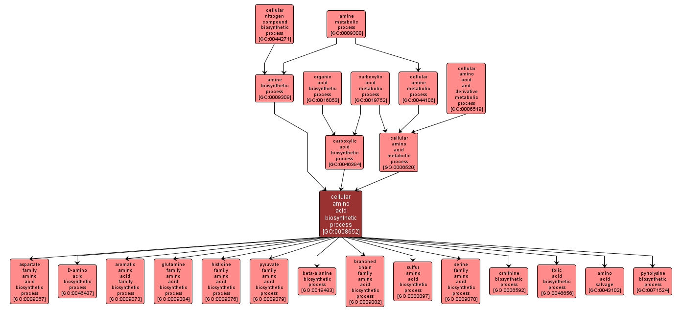 GO:0008652 - cellular amino acid biosynthetic process (interactive image map)