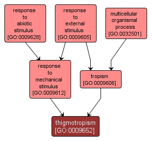 GO:0009652 - thigmotropism (interactive image map)