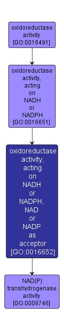 GO:0016652 - oxidoreductase activity, acting on NADH or NADPH, NAD or NADP as acceptor (interactive image map)