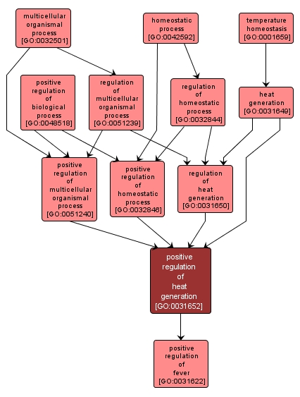 GO:0031652 - positive regulation of heat generation (interactive image map)