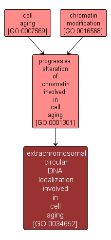 GO:0034652 - extrachromosomal circular DNA localization involved in cell aging (interactive image map)