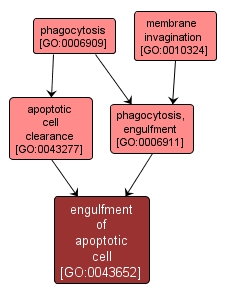 GO:0043652 - engulfment of apoptotic cell (interactive image map)