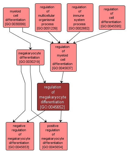 GO:0045652 - regulation of megakaryocyte differentiation (interactive image map)