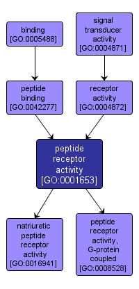 GO:0001653 - peptide receptor activity (interactive image map)