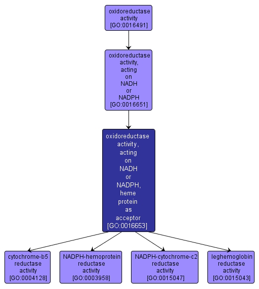 GO:0016653 - oxidoreductase activity, acting on NADH or NADPH, heme protein as acceptor (interactive image map)