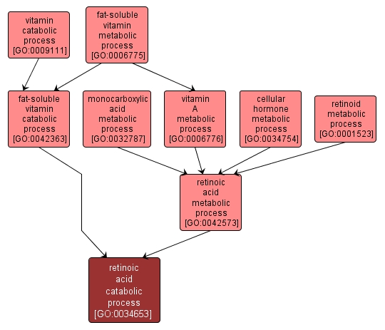 GO:0034653 - retinoic acid catabolic process (interactive image map)