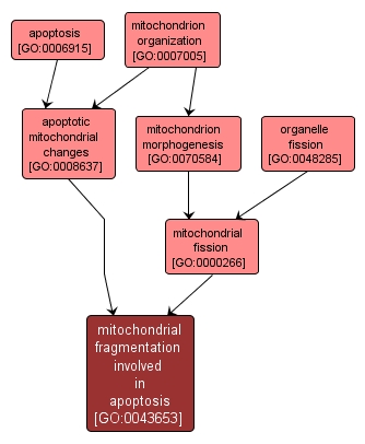 GO:0043653 - mitochondrial fragmentation involved in apoptosis (interactive image map)