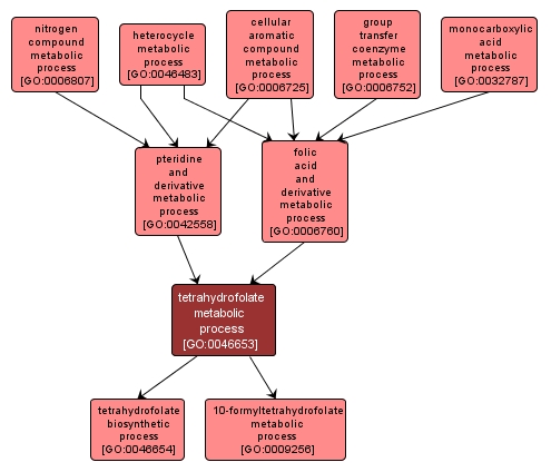 GO:0046653 - tetrahydrofolate metabolic process (interactive image map)