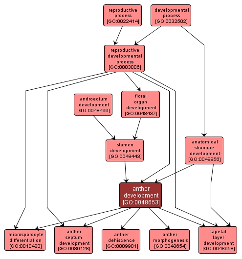 GO:0048653 - anther development (interactive image map)