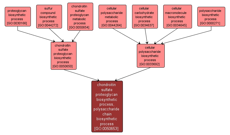 GO:0050653 - chondroitin sulfate proteoglycan biosynthetic process, polysaccharide chain biosynthetic process (interactive image map)