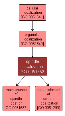 GO:0051653 - spindle localization (interactive image map)